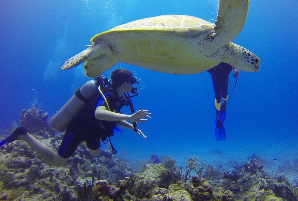 tortues corail playa del carmen au mexique