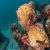 Plongée Cancun : à la découverte du MUSA