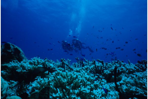 deux plongeurs expérimentés en eaux profondes proche des récifs coraliens morts
